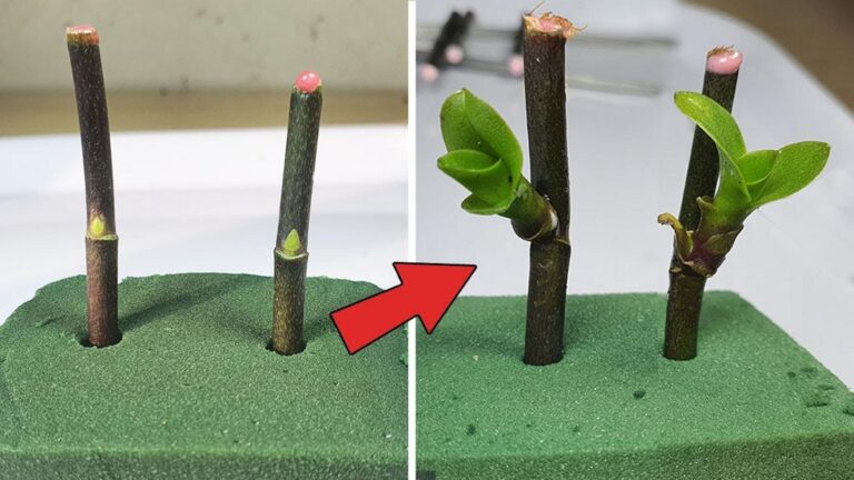 7 skutecznych sposobów na szybkie rozmnażanie storczyków z wykorzystaniem floral foam