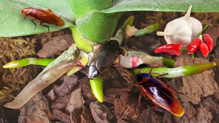 Jak skutecznie zabić 5 szkodników, by ocalić swoje orchidee!