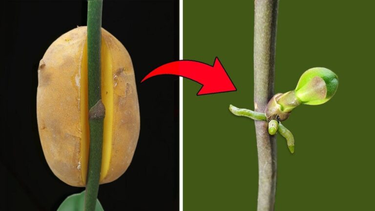 5 skutecznych sposobów na rozmnażanie phalaenopsis z niesamowitymi efektami!