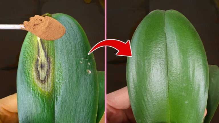 7 sprawdzonych sposobów na uratowanie zwiędłej liści orchidei