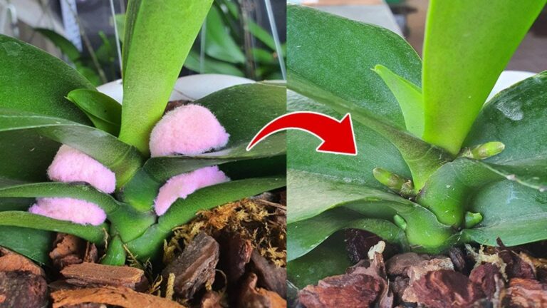 6 niesamowitych sposobów na rozmnażanie storczyków – odkryj sekrety sukcesu!