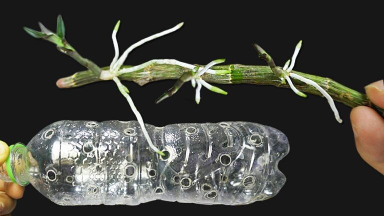 5 sposobów na szybki wzrost orchidei Dendrobium w szklanej butelce!