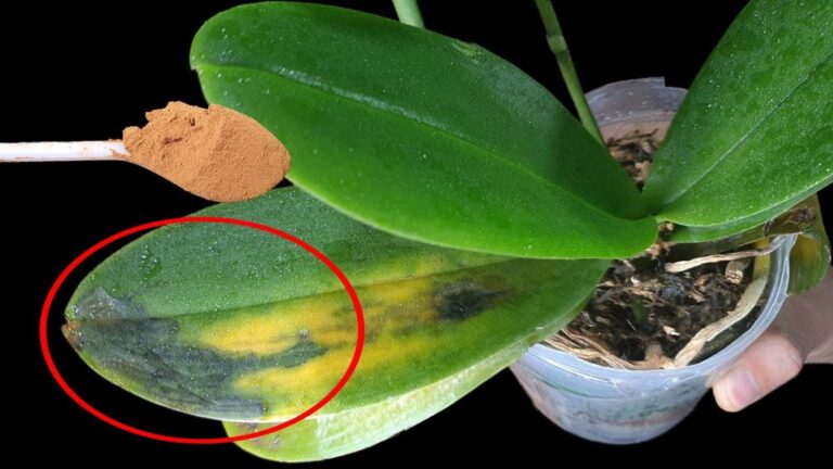 Zatrzymaj śmierć swojej orchidei – 5 kroków do ożywienia Phalaenopsis!