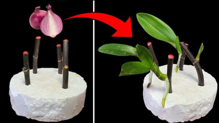 5 niezawodnych sposobów na całoroczne kwitnienie orchidei z użyciem dymki!