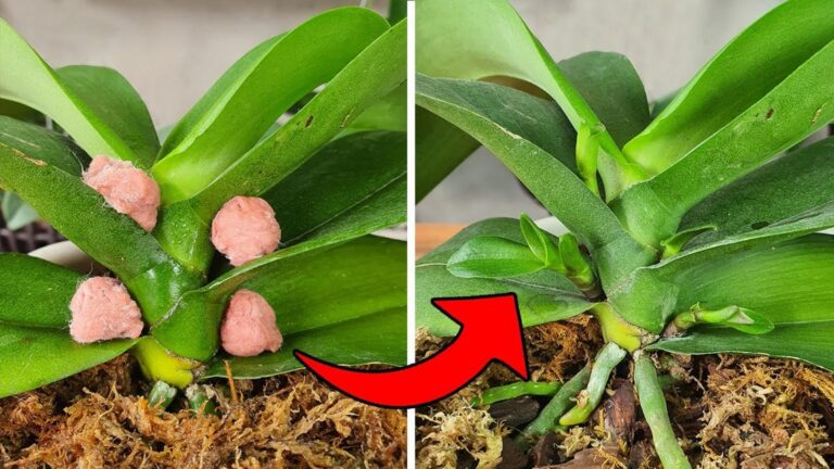 5 niesamowitych sposobów na rozmnażanie orchidei Phalaenopsis! Odkryj sekrety sukcesu.