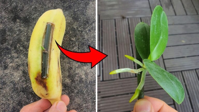 10 niesamowitych sposobów na wykorzystanie owocu, który umacnia orchidee!