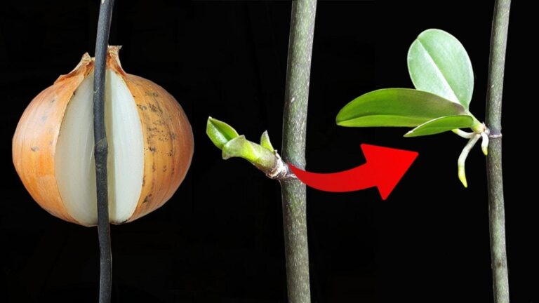 Jak łatwo rozmnożyć orchidee w 5 krokach z wykorzystaniem cebuli