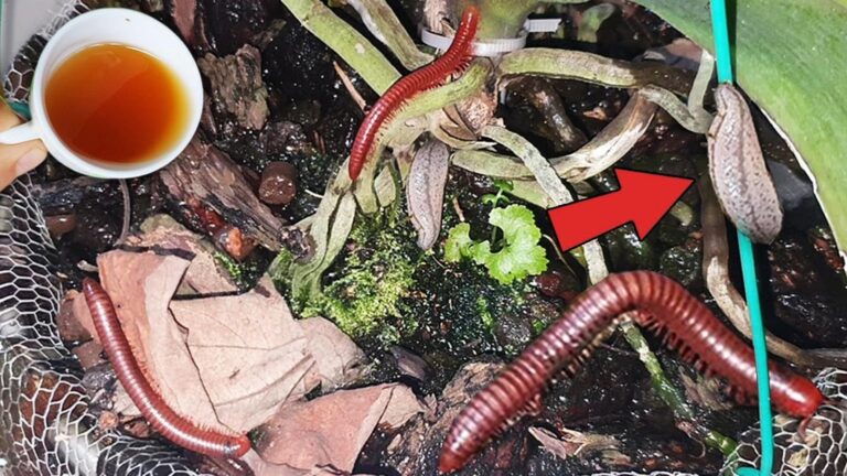 Zabij 10 razy szybciej: Skuteczny sposób na likwidację ślimaków!