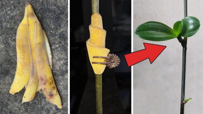 5 niesamowitych sposobów na rozmnażanie storczyków Phalaenopsis!