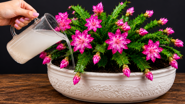 1 tasse par semaine ! Arrosez toutes vos plantes avec cette eau naturelle pour une floraison continue toute l’année