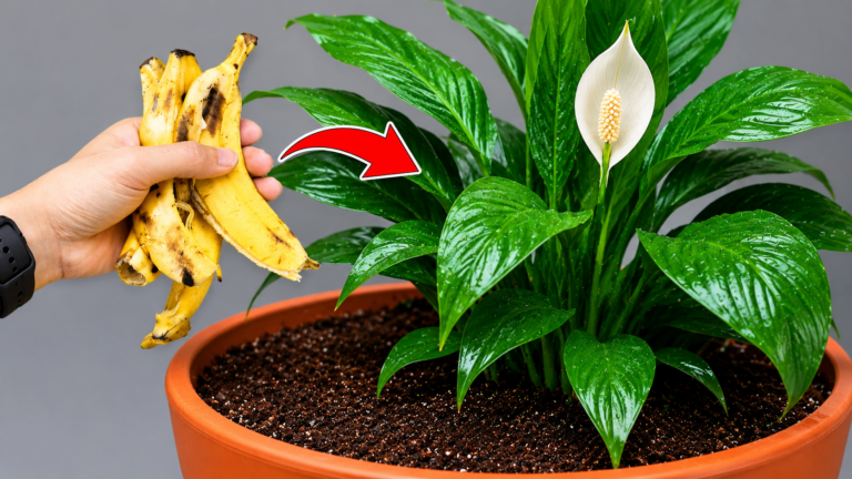 1 Tasse Une Fois Par Semaine ! Le Spathiphyllum Se Couvre de Centaines de Fleurs Toute l’Année