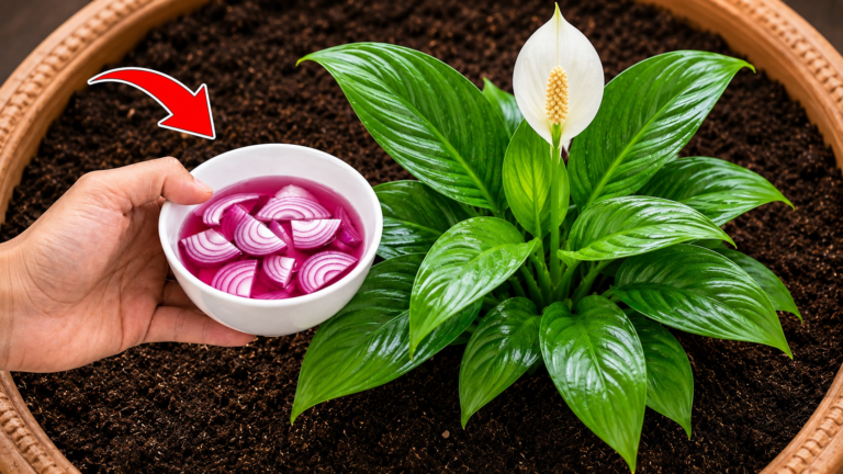 🌸 Jedna łyżka pod każdą roślinę – a natychmiast odzyska życie! Naturalny nawóz, który odmieni Twój ogród